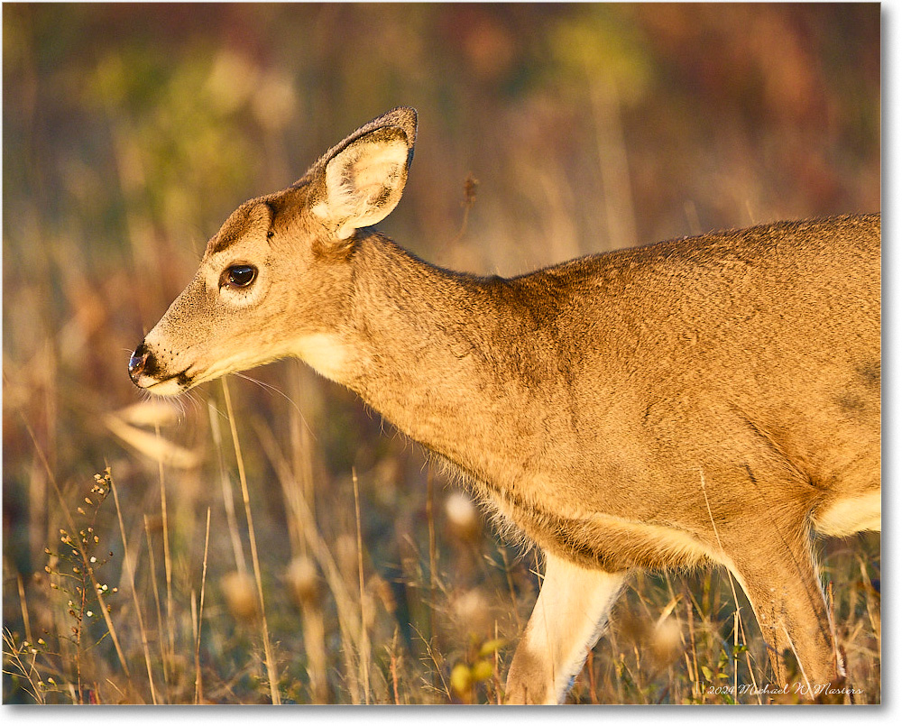 DeerDoe_BigMeadows_2024Oct_R5C01292