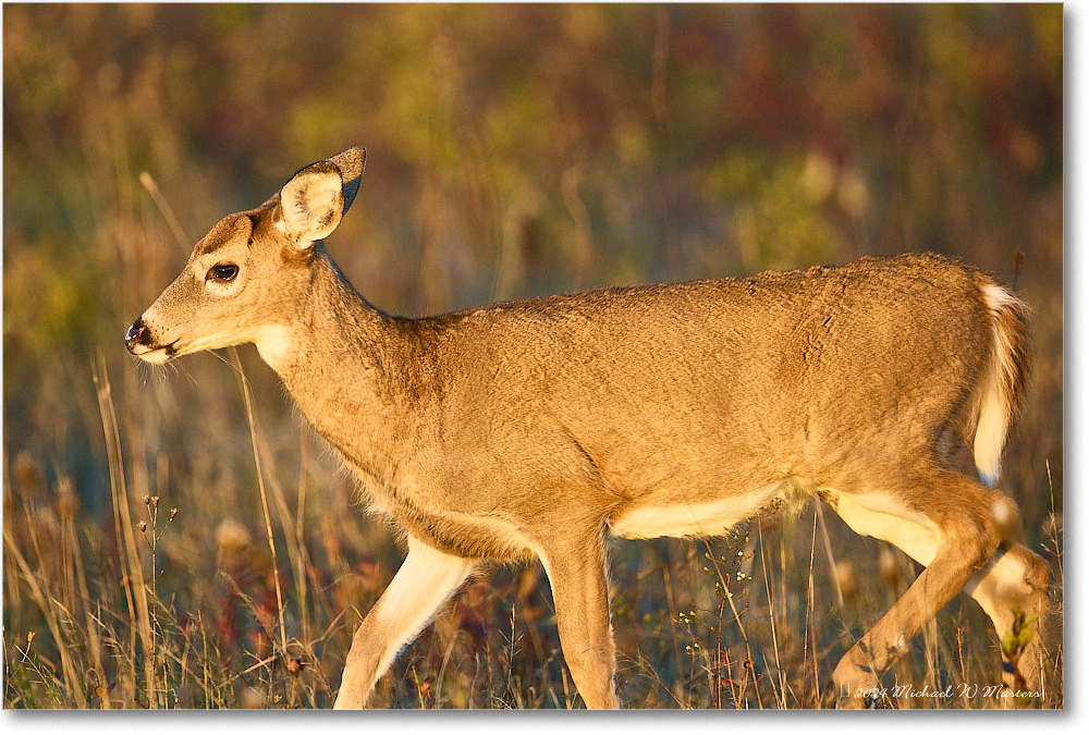 DeerDoe_BigMeadows_2024Oct_R5C01293