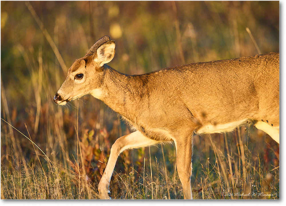 DeerDoe_BigMeadows_2024Oct_R5C01294