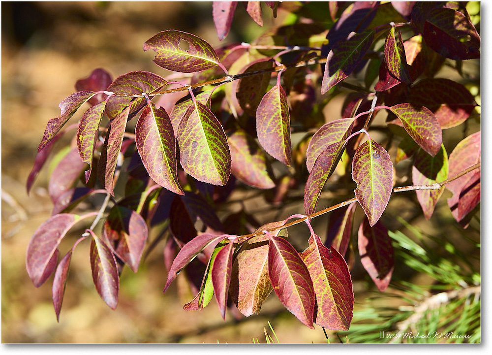 IvyCreeLeaves_SkylineDrive_2024Oct_R5C01165