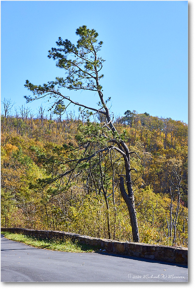 IvyCreekPine_SkylineDrive_2024Oct_R5A24706