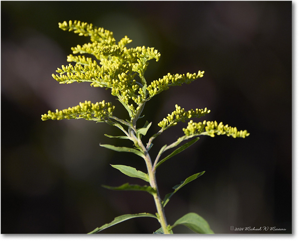 SwiftRunGoldenrod_SkylineDrive_2024Oct_R5C01177