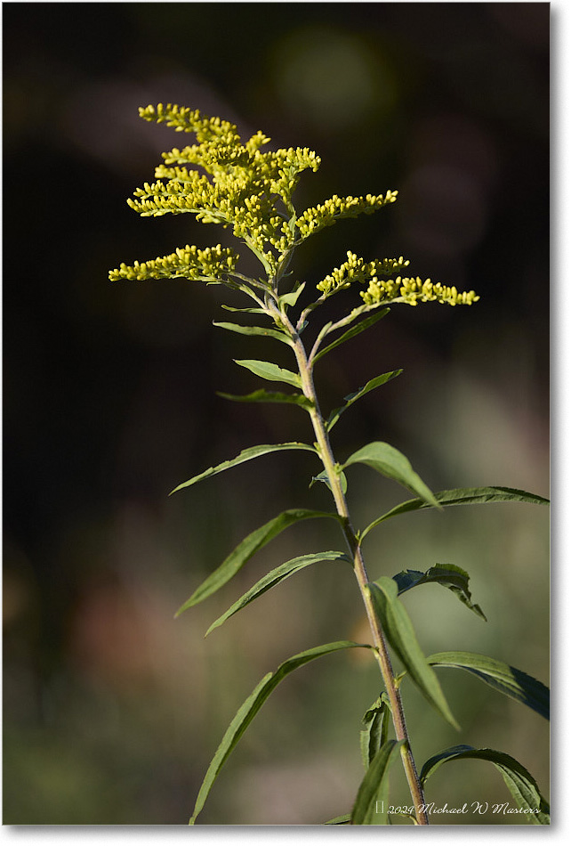 SwiftRunGoldenrod_SkylineDrive_2024Oct_R5C01179