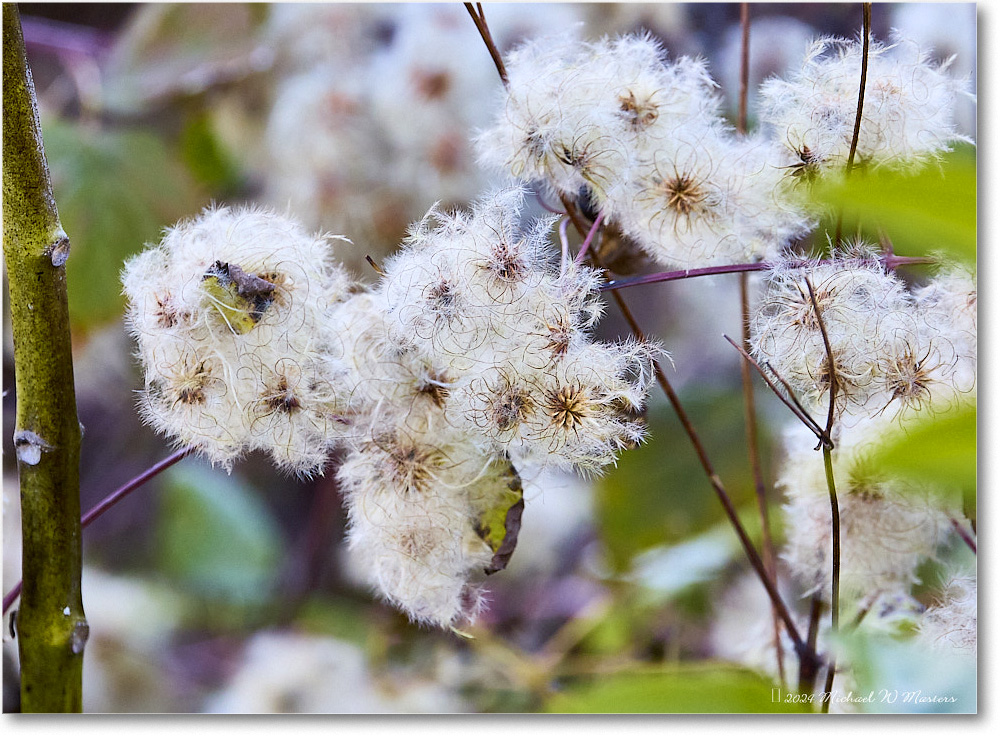 ThePointFlowers_SkylineDrive_2024Oct_R5A24755