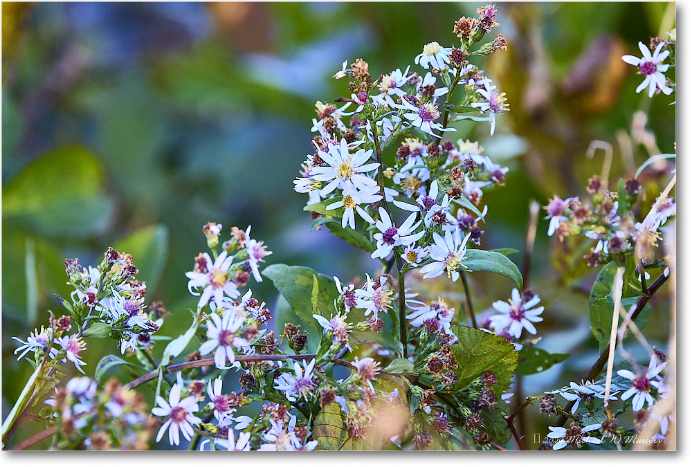 ThePointFlowers_SkylineDrive_2024Oct_R5A24756