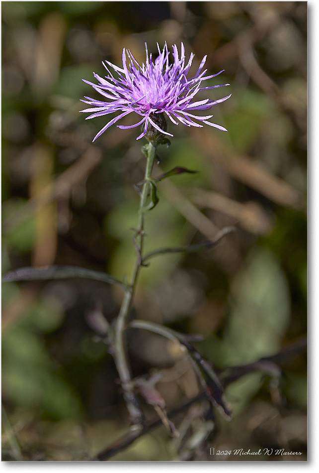 TwoMileRunFlower_SkylineDrive_2024Oct_R5C01167