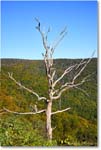 BaconHollowTree_SkylineDrive_2024Oct_R5A24713