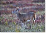 DeerBuck_BigMeadows_2024Oct_R5C01259