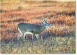 DeerBuck_BigMeadows_2024Oct_R5C01302