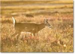 DeerBuck_BigMeadows_2024Oct_R5C01312