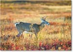 DeerBuck_BigMeadows_2024Oct_R5C01325