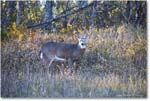 DeerBuck_SkylineDrive_2024Oct_R5C01193