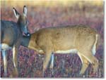 DeerDoe_BigMeadows_2024Oct_R5C01254