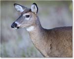 DeerDoe_BigMeadows_2024Oct_R5C01271