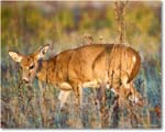 DeerDoe_BigMeadows_2024Oct_R5C01289