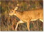 DeerDoe_BigMeadows_2024Oct_R5C01294