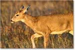 DeerDoe_BigMeadows_2024Oct_R5C01297