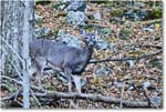 DeerDoe_SkylineDrive_2024Oct_R5A24747