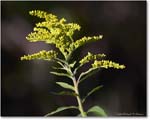 SwiftRunGoldenrod_SkylineDrive_2024Oct_R5C01177