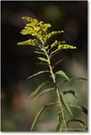 SwiftRunGoldenrod_SkylineDrive_2024Oct_R5C01179