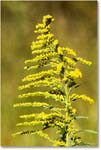 SwiftRunGoldenrod_SkylineDrive_2024Oct_R5C01189