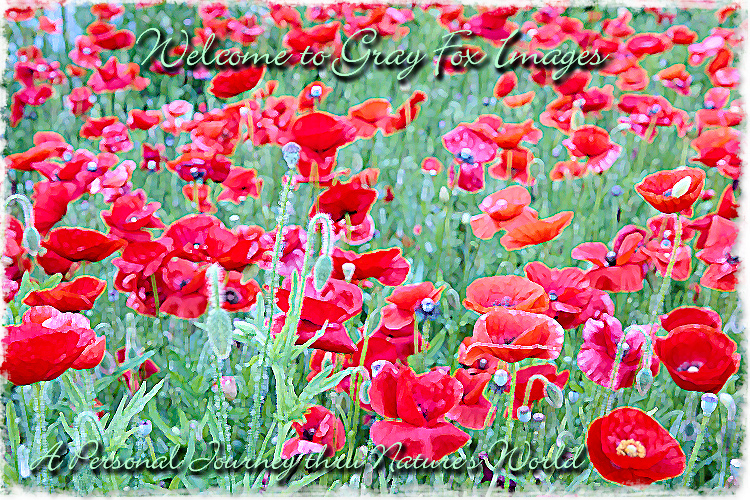 PhotoArt-ColonialPoppys