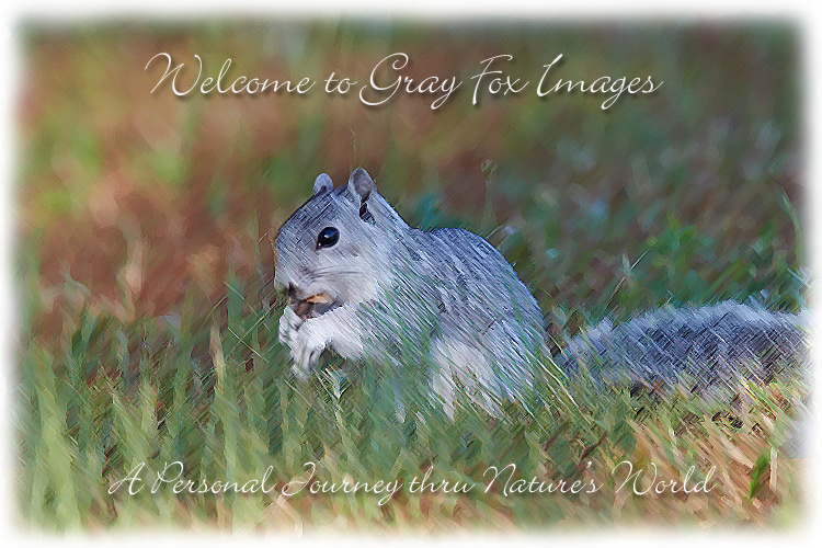 PhotoArt-FoxSquirrel