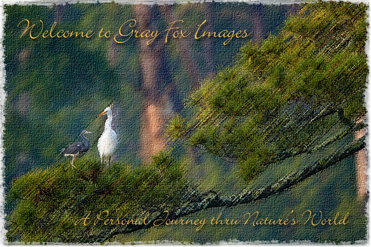 PhotoArt-GreatEgret&Tricolor