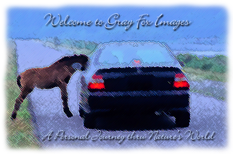 PhotoArt-Pony&Car