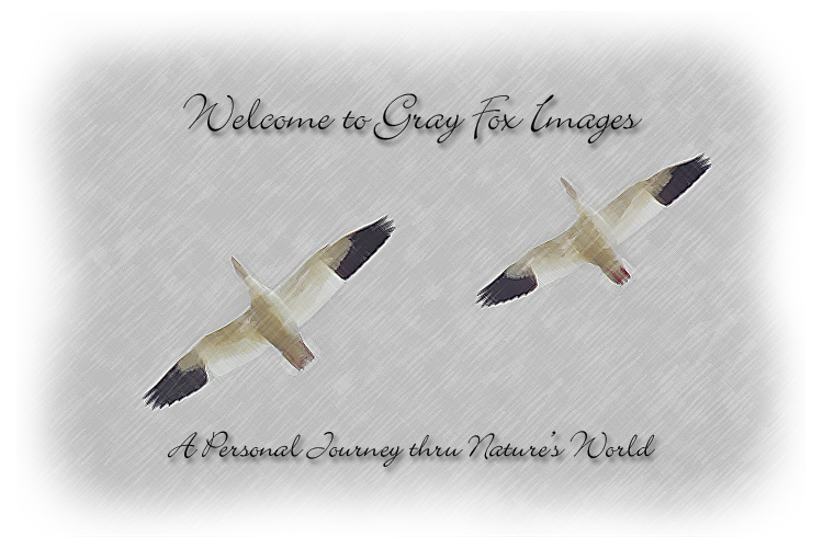 PhotoArt-TwoSnowGeese