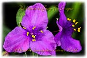 PhotoArt-AsiaticDayflower