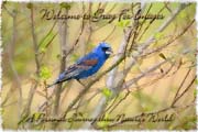 PhotoArt-BlueGrosbeak