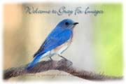 PhotoArt-Bluebird