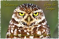 PhotoArt-BurrowingOwl