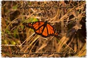 PhotoArt-Butterfly