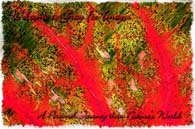 PhotoArt-Caladium