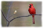 PhotoArt-Cardinal