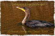 PhotoArt-Cormorant