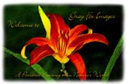 PhotoArt-DayLilly