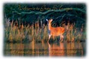 PhotoArt-DeerAtDawn