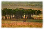 PhotoArt-DeerBigMeadows