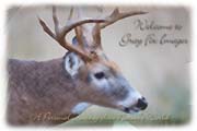 PhotoArt-DeerBuck