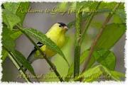 PhotoArt-Goldfinch2010Apr