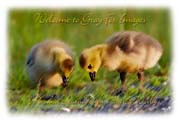 PhotoArt-GooseChicks