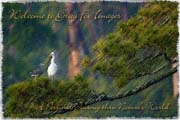 PhotoArt-GreatEgret&Tricolor