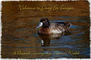 PhotoArt-GreaterScaup