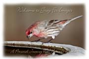 PhotoArt-HouseFinch