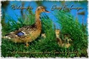 PhotoArt-MallardMom