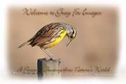 PhotoArt-Meadowlark