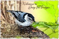 PhotoArt-Nuthatch